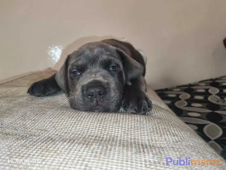 Chien a vendre
