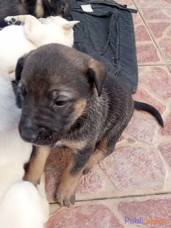 Chiots Berger Allemand