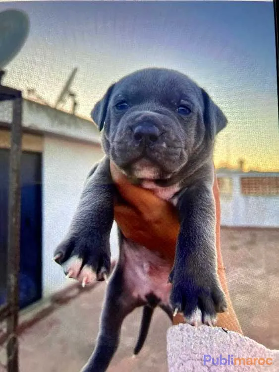 chiots bully staff